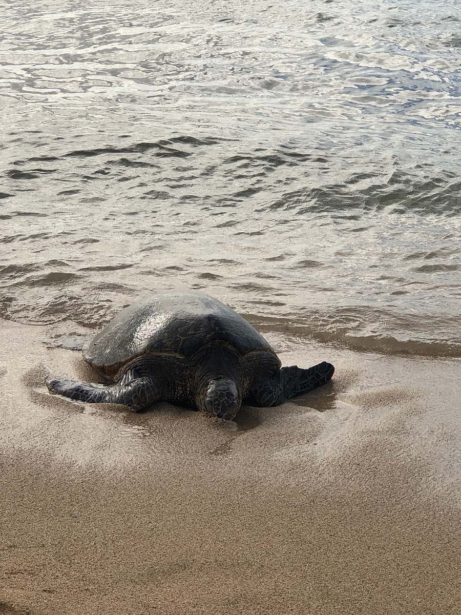 sea life black turtle on seashore turtle